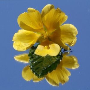 Damiana ist ein kleiner, oft mehrfach verzweigter Strauch