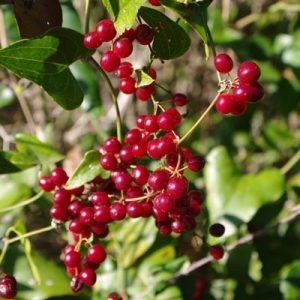 Sarsaparilla (Smilax Extrakt), auch als Greenbrier bekannt , eine rankenähnlicher immergrüner Strauch