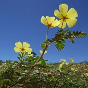 Tribulus terrestris, auch genannt caltrop oder puncturevine ist zu Hause in tropischen und subtropischen Ländern