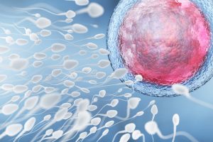 Neue IVF-Methode ahmt Eileiterumgebung nach und erhöht die Lebensfähigkeit der Spermien 1
